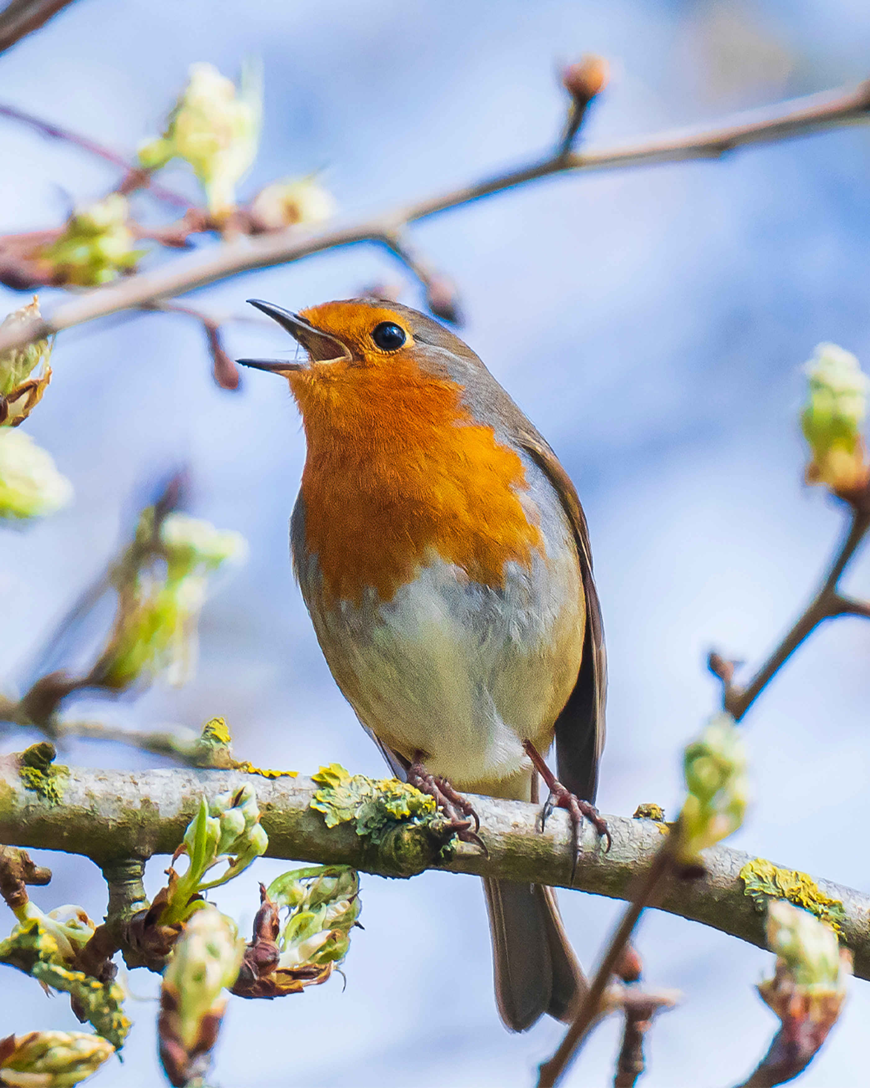 robin chirping in a tree