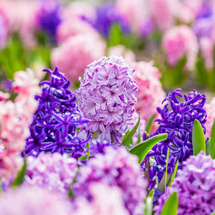 A field of pink and purple hyacinths