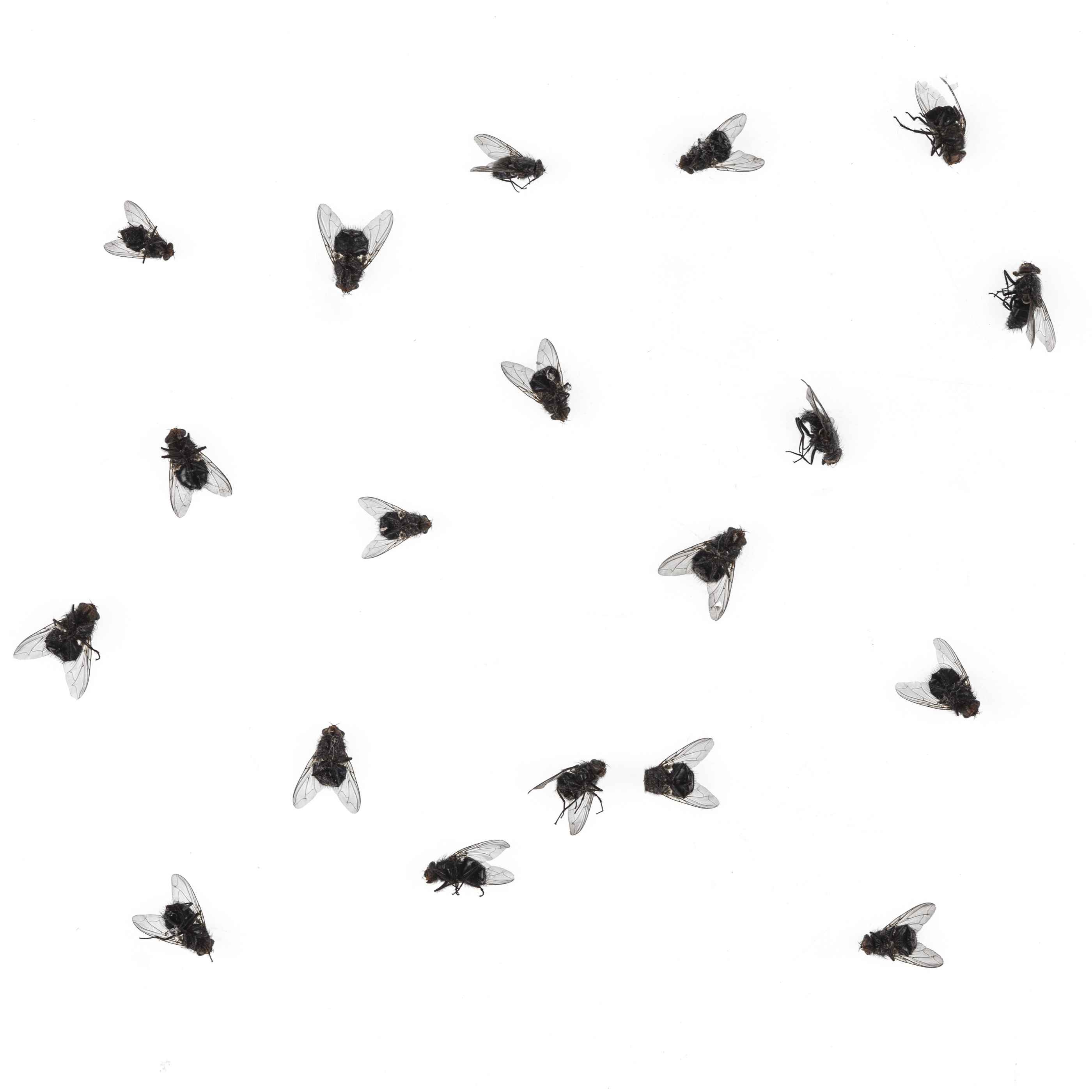 A group of 19 flies against a white background